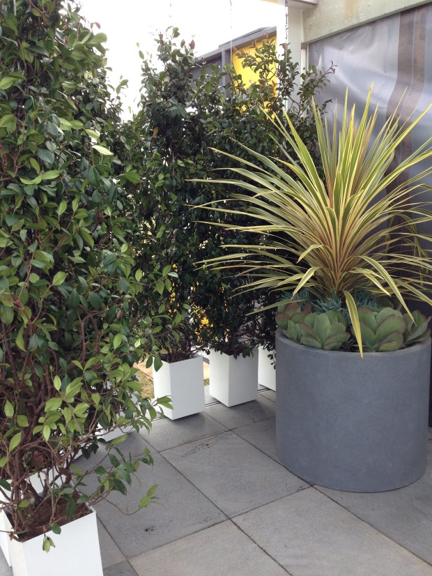 Star jasmine (Trachelospermum jasminoides) grown in pots and hung from a rail can be moved to suit as the sun becomes too hot