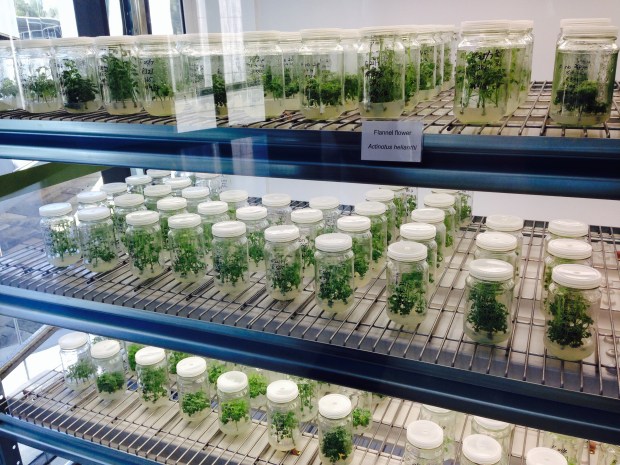 Tissue culture at the Australian PlantBank
