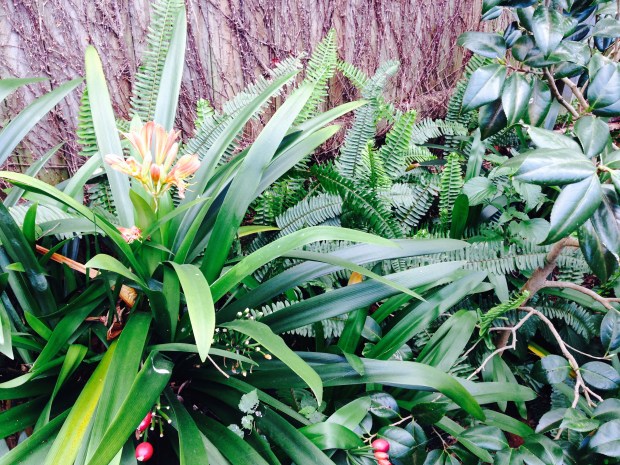 In a small area where the underlying sandstone rock comes to the ground surface fishtail ferns will survive in virtually no soil 