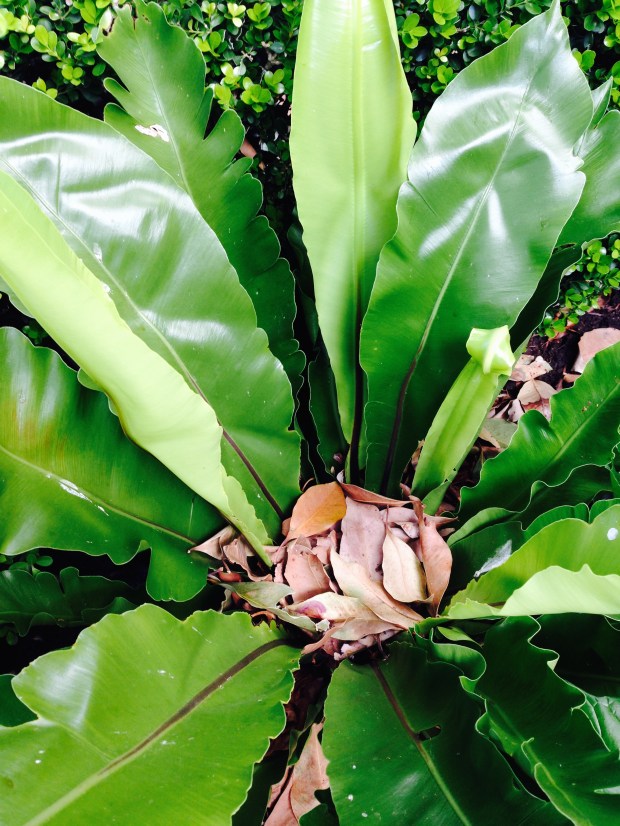 The Bird's Nest fern collects leaves in its crown which it gains nutrients from as they decompose. Here against a neat, Buxus hedge 