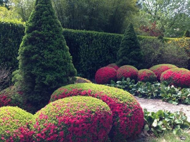Azalea topiary at Bebeah, Mount Wilson