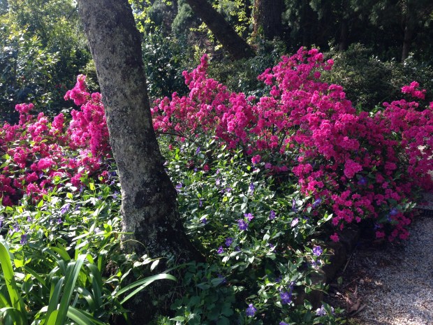 Azaleas and Vinca at Bebeah, Mount Wilson