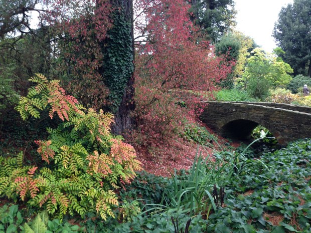 Bright autumn colours of Mahonia at Hidcote