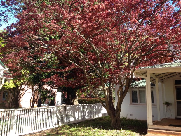Burgundy-leaved Japanese Maple at Retford Park