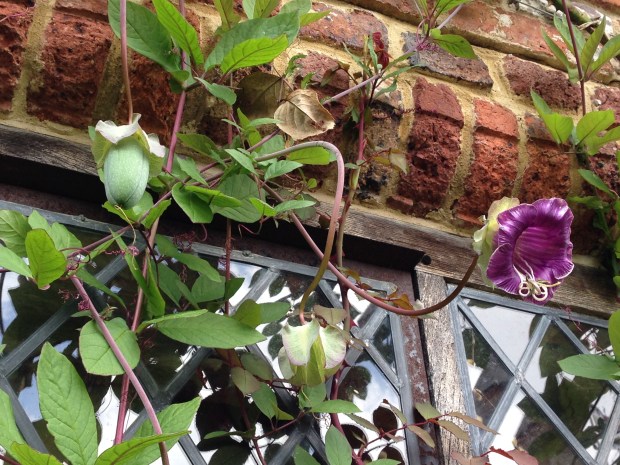 Cobaea vine, from the tropical Americas, climbs around the window frame at Sissinghurst, shown here in three stages of flowering and fruiting