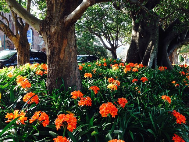 Clivia in Mosman