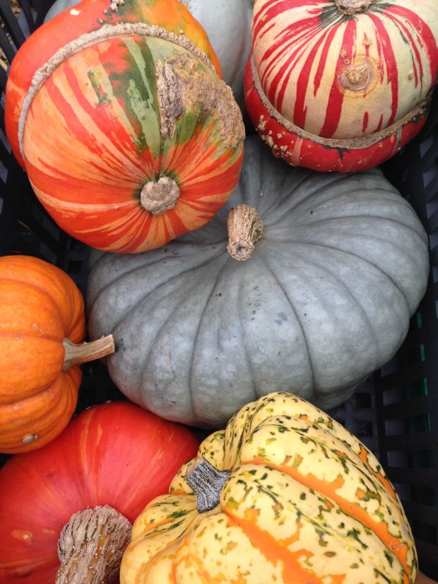 Colourful pumpkins from a Wisley trial