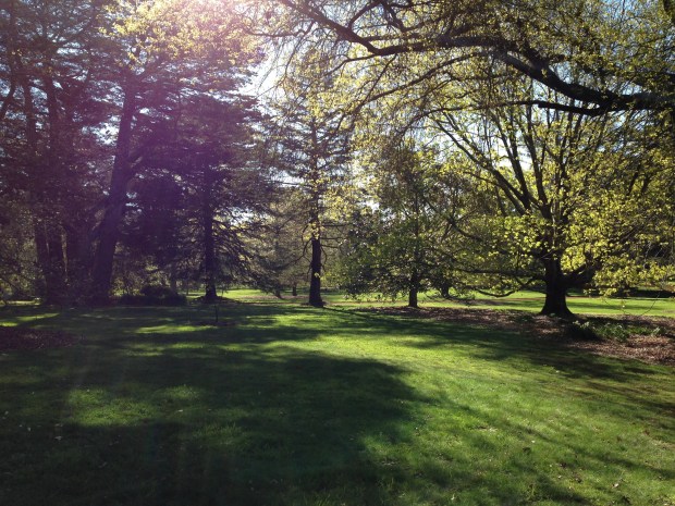 View back to the house from the outskirts of the garden - cooling, dappled shade created by a delightful combination of mature trees