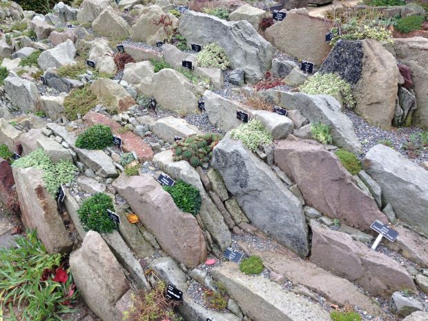 The crevice garden at Wisley, displaying small alpine plant species