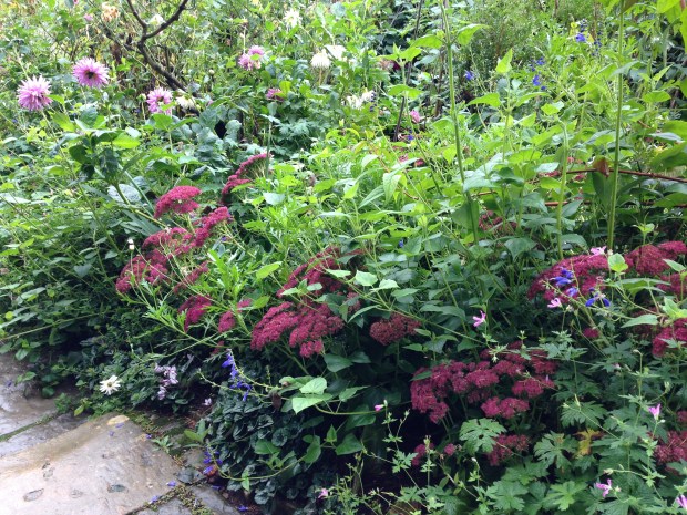 Dahlia and Sedum giving autumn colour at Hidcote