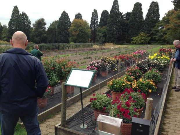 Dahlia Trial at Wisley