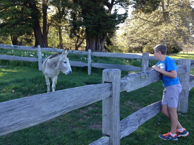 Donkey at Retford Park