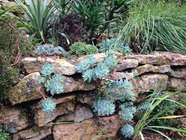 Euphorbia growing in the dry stone wall at Hidcote - the perfect environment for a plant that hates wet feet