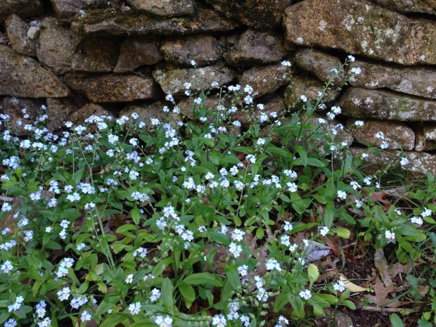 Forget-me-nots in a dry stone wall remind me of England