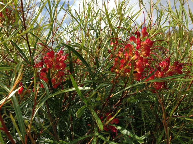 Grevillea