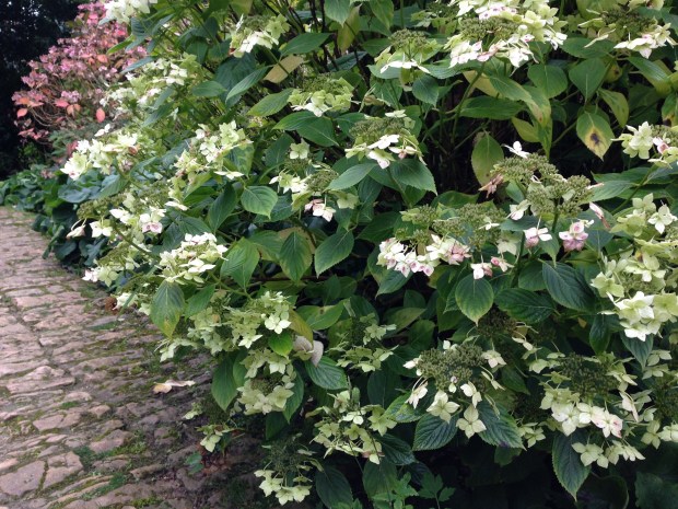 One of a vast number of Hydrangea species and cultivars at Hidcote