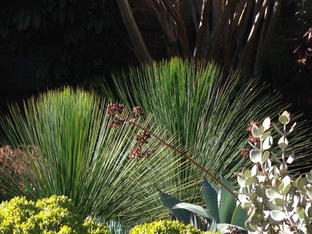 The gorgeous symmetry and structure of the grass tree (Xanthorrhoea), an Australian native