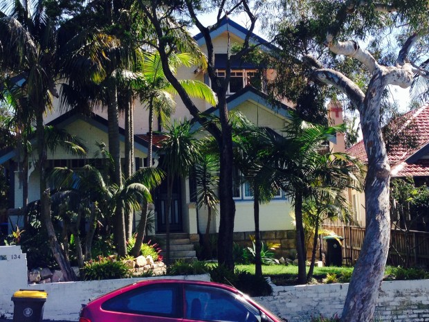 Palms create beautiful dappled shade and give some privacy to this house on a moderately busy road. The varied heights are perfect for a large house with windows at different levels 