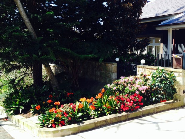 This nature strip could not be more full of cheery flowers