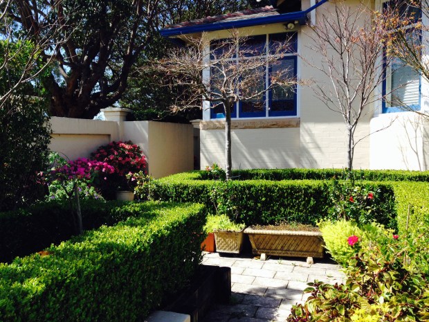 A beautifully neat, small front garden with some interesting plants included