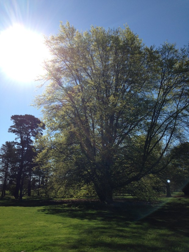 Large, established trees at Retford Park