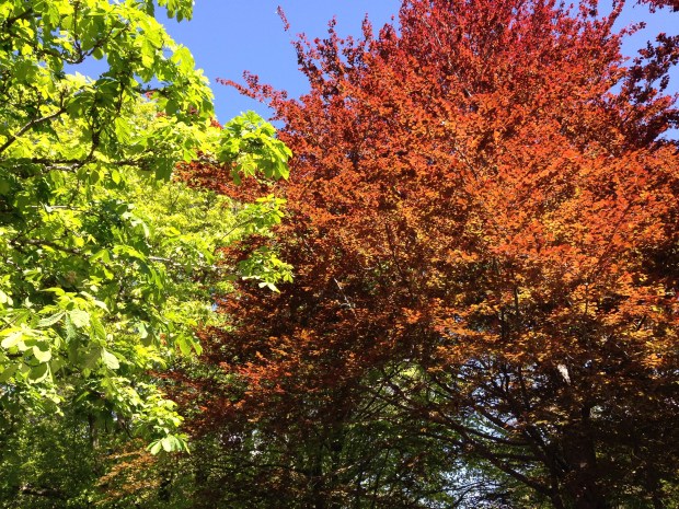 Mount Wilson tree colour