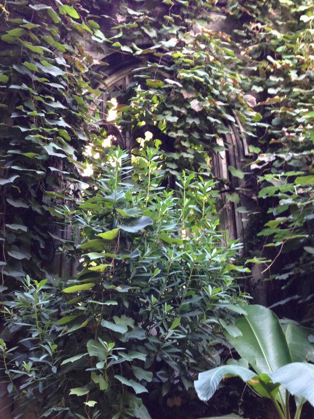 Overgrown Window at St Dunstan-in-the-East, London