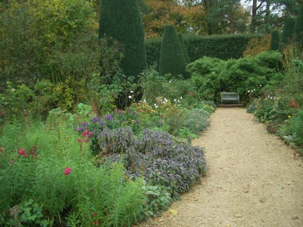 Penstemon and asters in the Long Walk at Hidcote