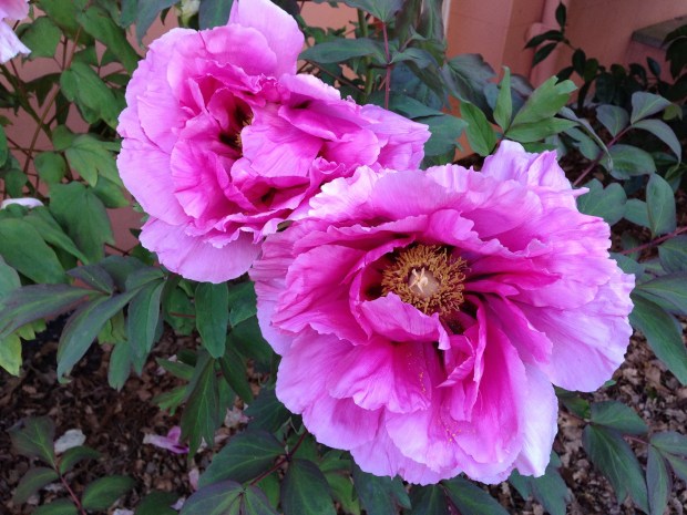 Peonies at Retford Park