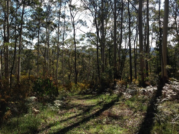 Plot for sale at Mount Wilson