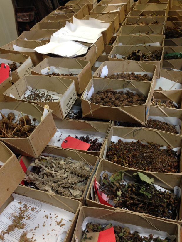 Hundreds of varieties of seed are collected and stored each year