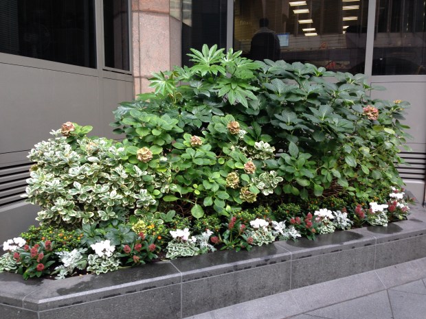 Shady Plantings outside Office Buildings, London