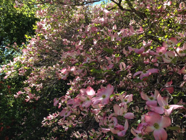 Spring Cornus flowers at Bebeah, Mount Wilson