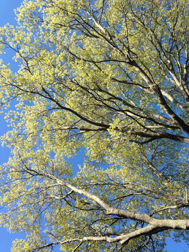 Stunning mature tree at Retford Park