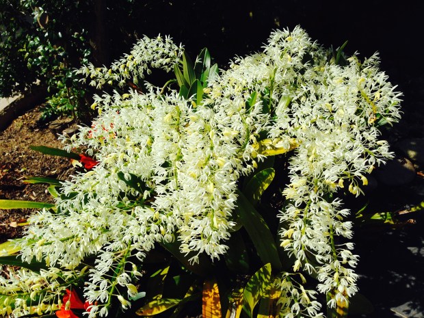 Sydney Rock Orchid in Mosman garden