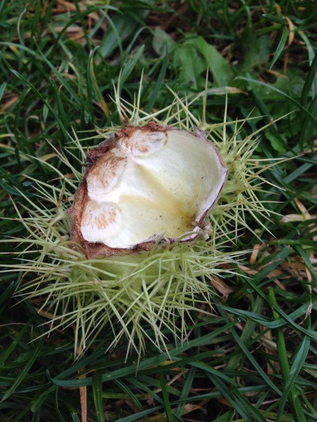 An open shell on the grass took me back to my days of conker hunting!