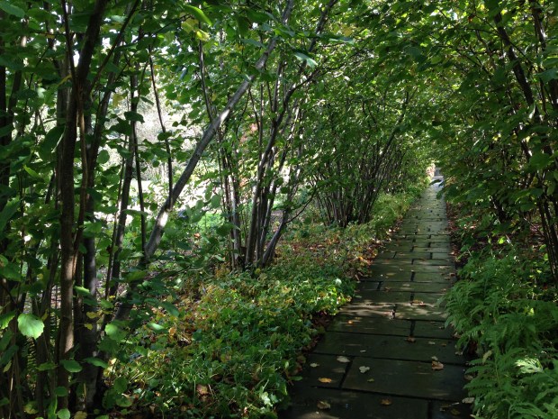 A small avenue past the nuttery to the herb garden - a long, straight pathway but with so much character
