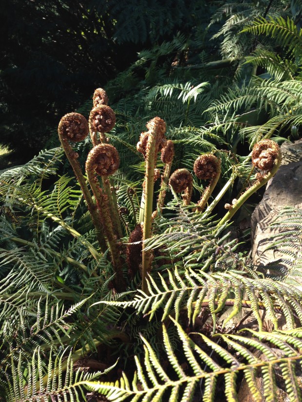 Mount Wilson is home to naturally occurring tree ferns...thousands of them. Here, new fronds start to unfurl