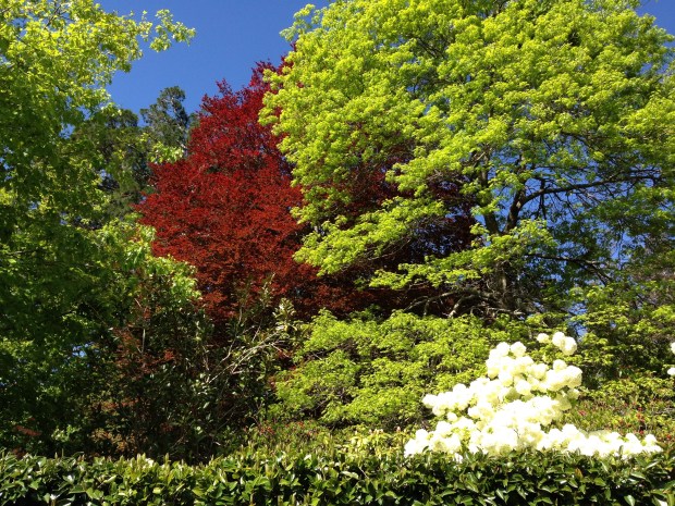 Vibrant tree colours at Bebeah, with white Viburnum flowers in the foreground