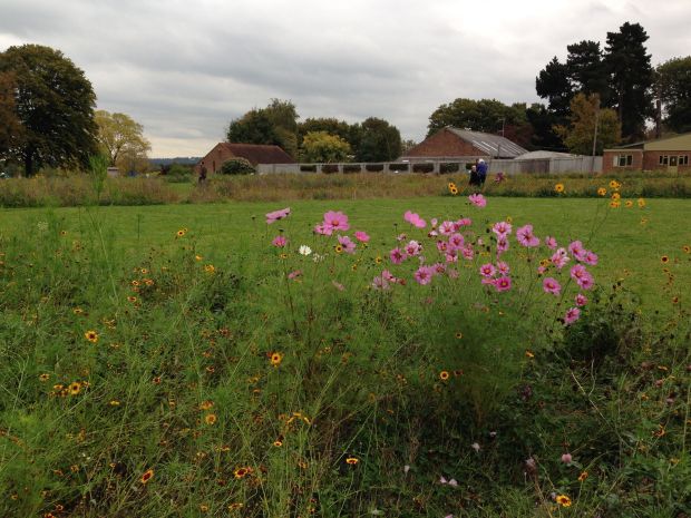 Members of the public collecting seed for their home garden wildflower meadows