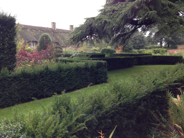 Wonderful 'umbrella' tree at Hidcote