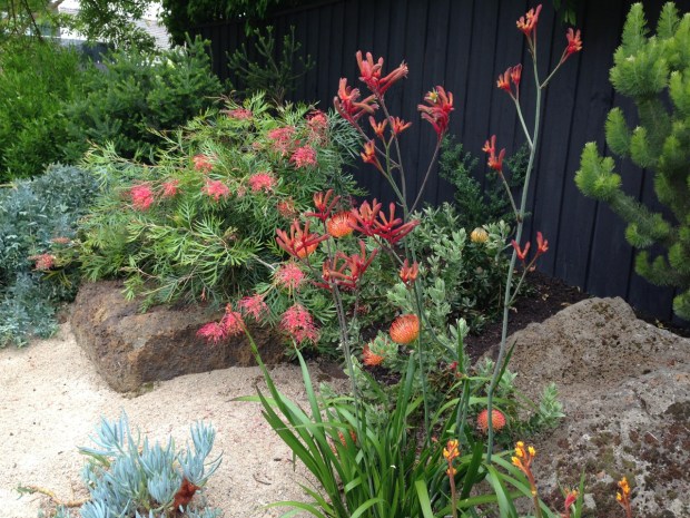 Brightly coloured native garden in Melbourne
