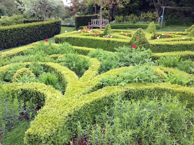 Clipped box hedges at Puketarata