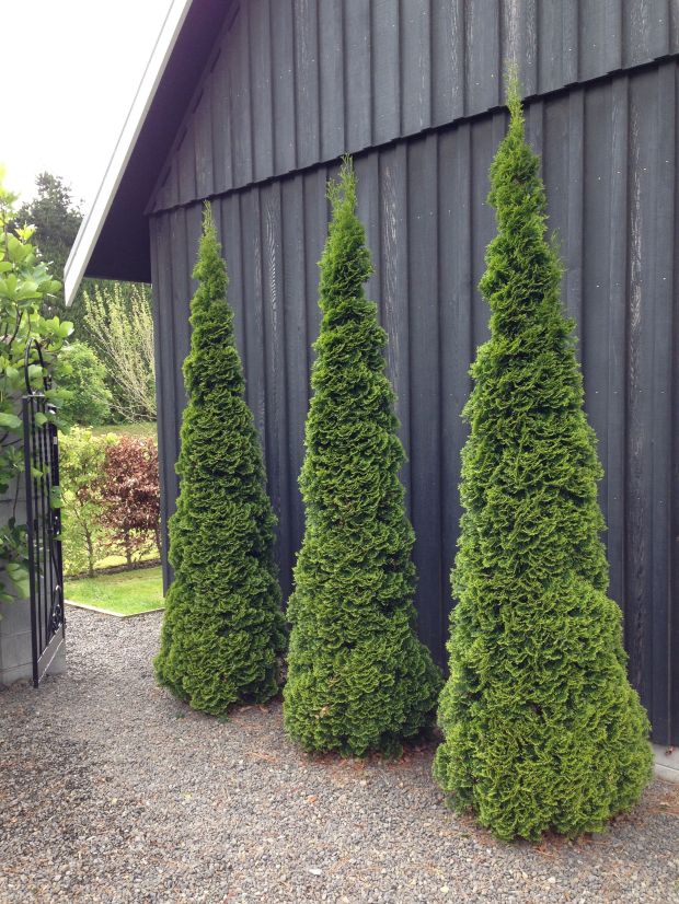 Conifers standing to attention at Gravetye Garden
