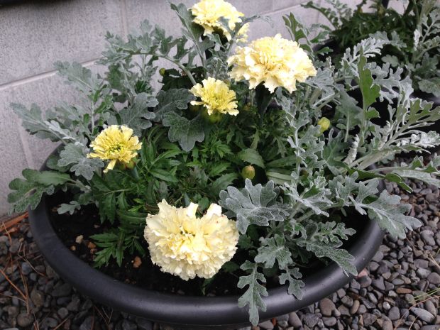 Cute pot of Dianthus, Scabiosa and Senecio at Gravetye Garden