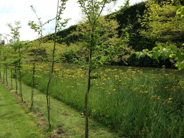 Even the wildflower meadow at Gravetye is meticulously manicured!