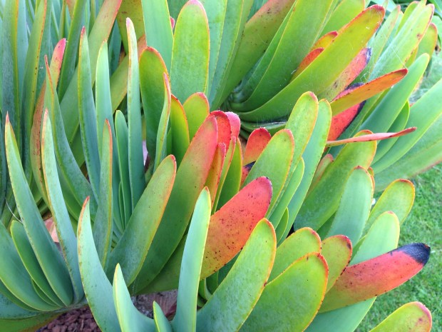 Glowing succulent, Aloe plicatilis, at Puketarata