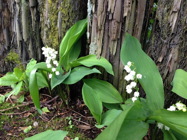Gorgeous lily-of-the-valley growing through a tree fern fence at Puketarata