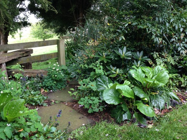 Healthy shade loving plants at Puketarata
