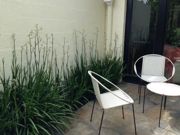 Kangaroo Paws (Anigozanthos) look stunning against this wall